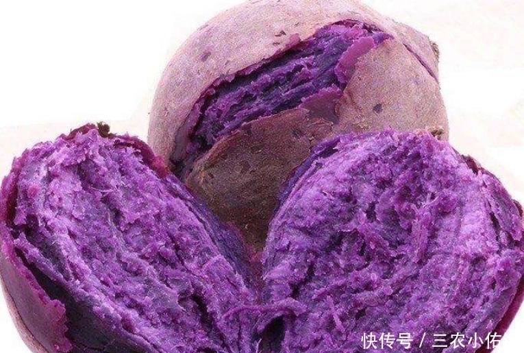 优质|紫薯增强记忆,修补心肌,重视紫薯田间管理,收获优质美味紫薯来