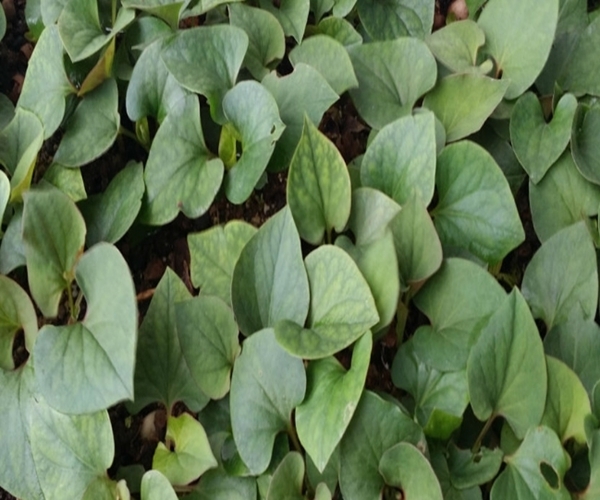 鱼腥草|农村田间的这四种野菜，功效堪比冬虫夏草，可惜城里买不到！