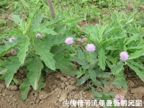 瘀滞者|提个醒路边见到这种野菜，记得拔回家，能治疗肝炎，早知早好