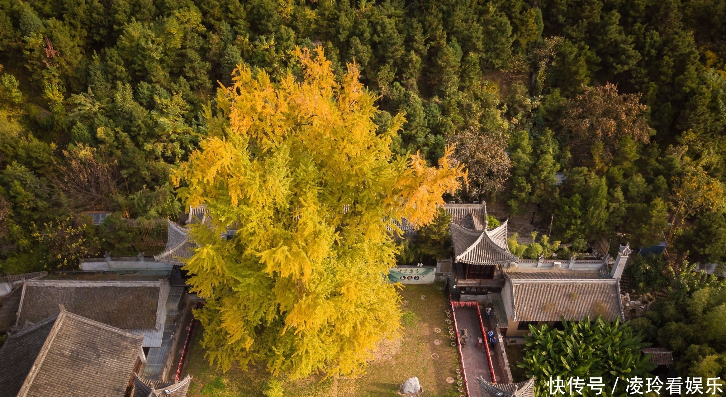 世界最“牛”的两棵树在中国，一棵惊艳了中国，一棵征服了全世界