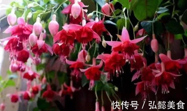 水培|3种枝条泡水里,10天长根,一次开花100朵,水培成活率更高!