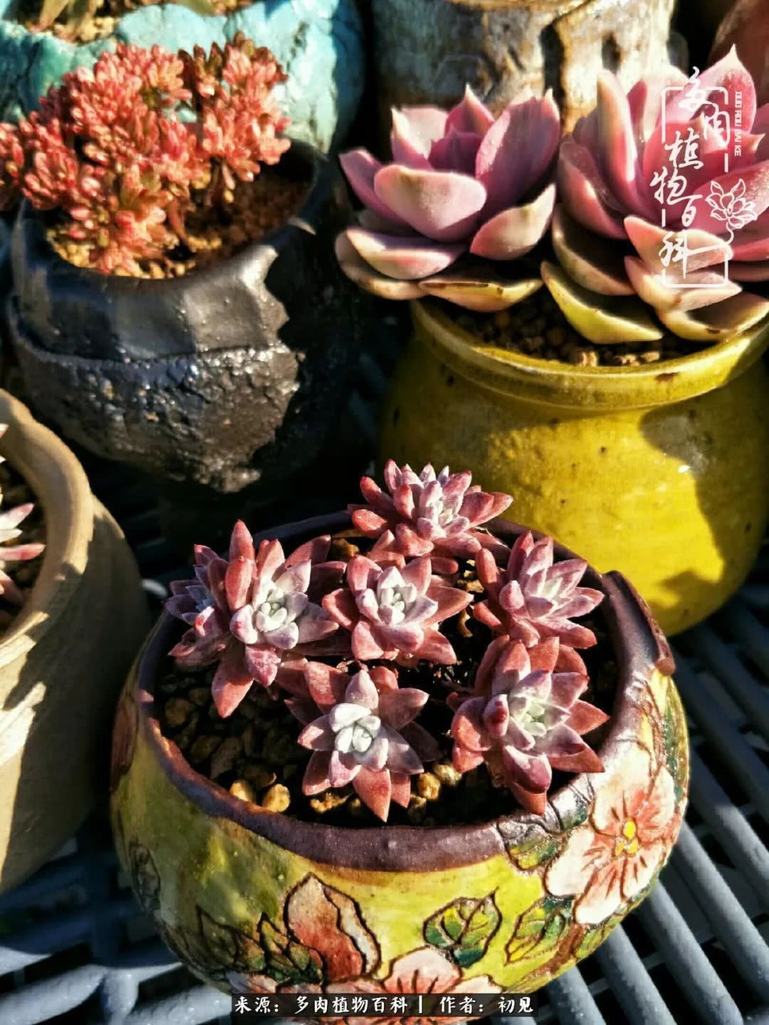 养多肉四周年,从初见到爱恋!幸福一直藏在浅薄的日子里!