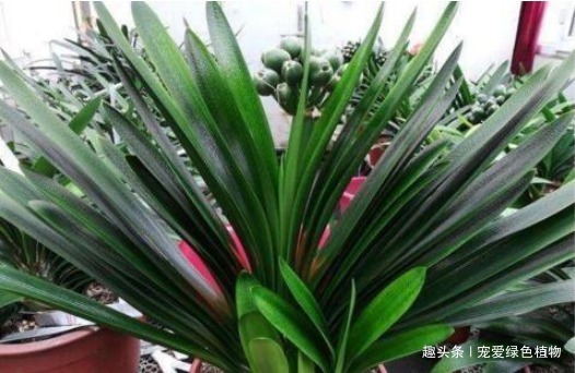 君子兰难开花用上“2种废料”，1年能长8片叶，能开2次花！