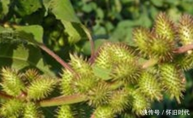 路边|提个醒:在路边见到此果,一定要想办法摘回家,作用非常大