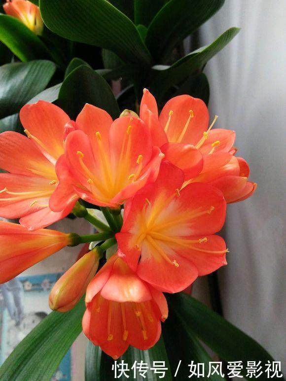 土里洒点小玩意,君子兰猛冒花骨朵,10年不烂根