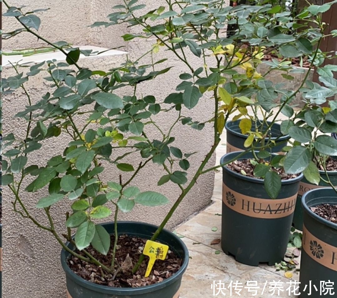 植株|家里养5种花，冬天剪一剪，来年长得旺，开花多