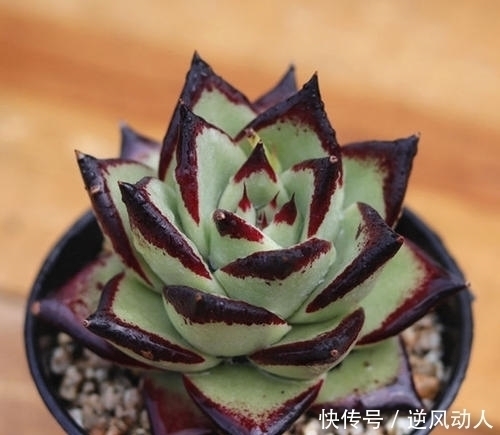 多肉|肉友钟爱的6款多肉,最后一种再喜欢也别买,黑腐烂根养不好!