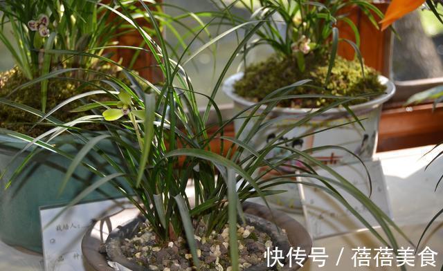 喷雾|家庭养兰花怎么浇水?园艺师教你,其实很多人都浇错了