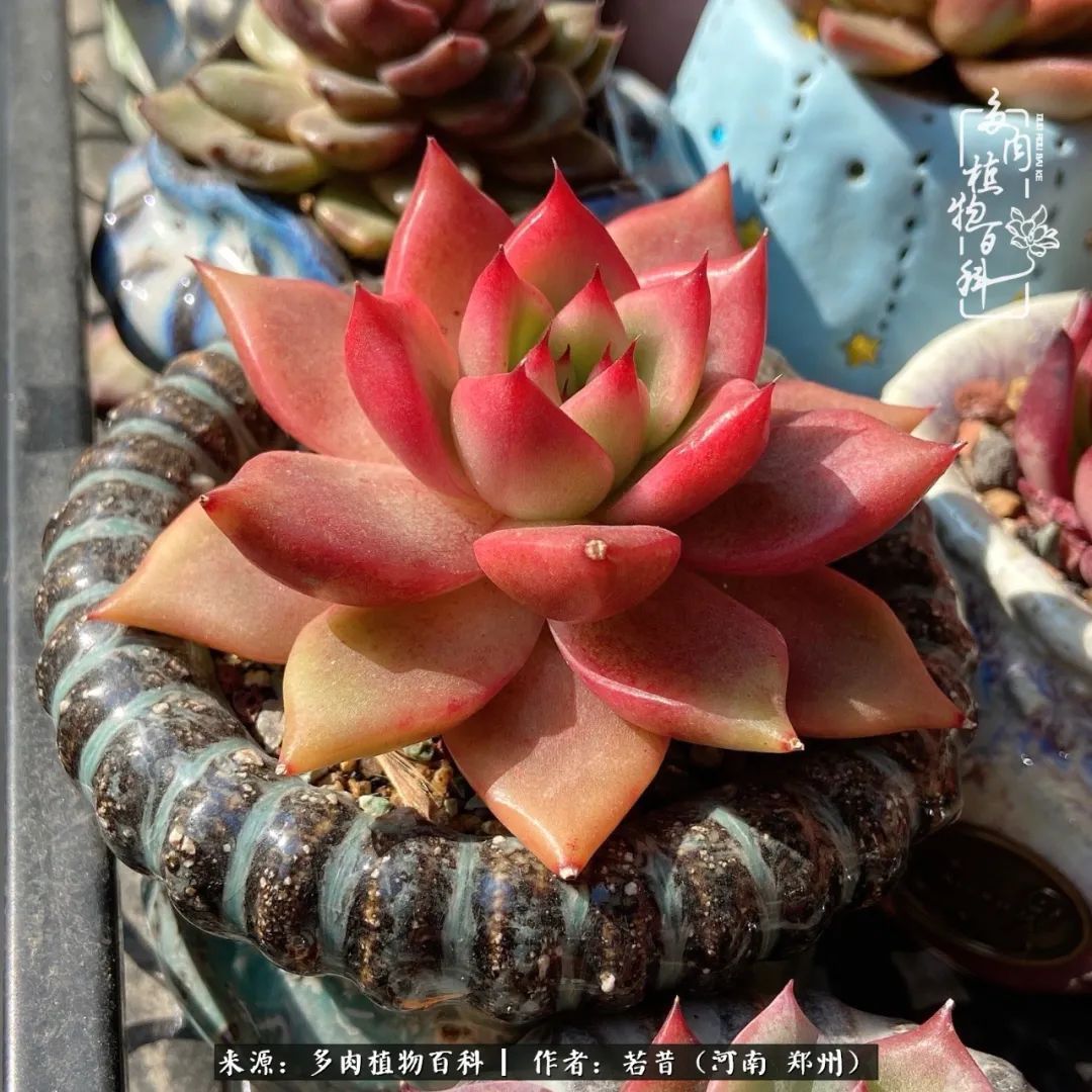 迷你小院儿,种满多肉、花草和蔬果,沉醉在自己的世外桃源!