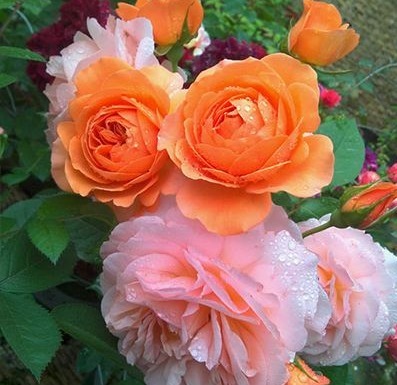 喜欢月季养盆“它”，花香胜玫瑰，四季反复开花，家养一盆值得