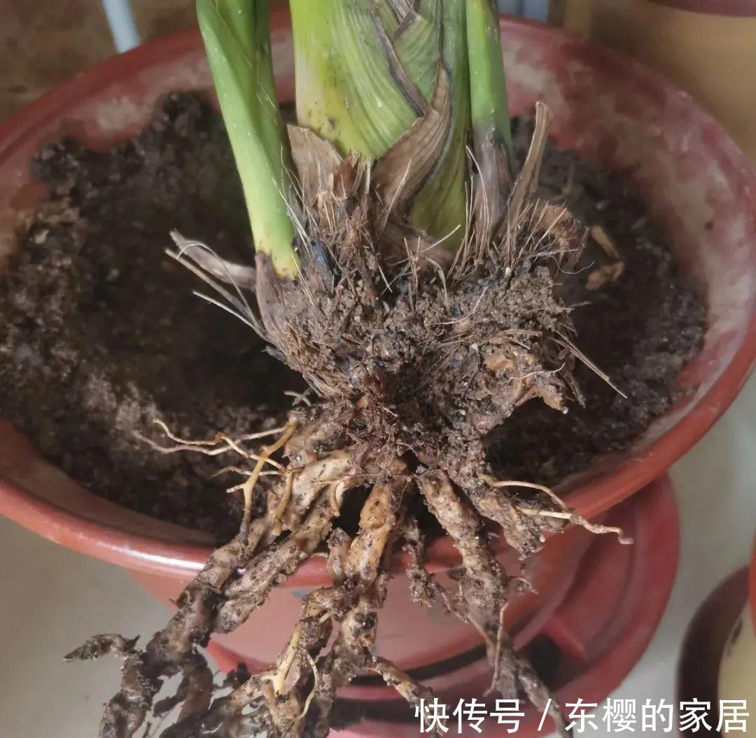 换盆时机到了，有这花赶紧换，换完立马疯长！