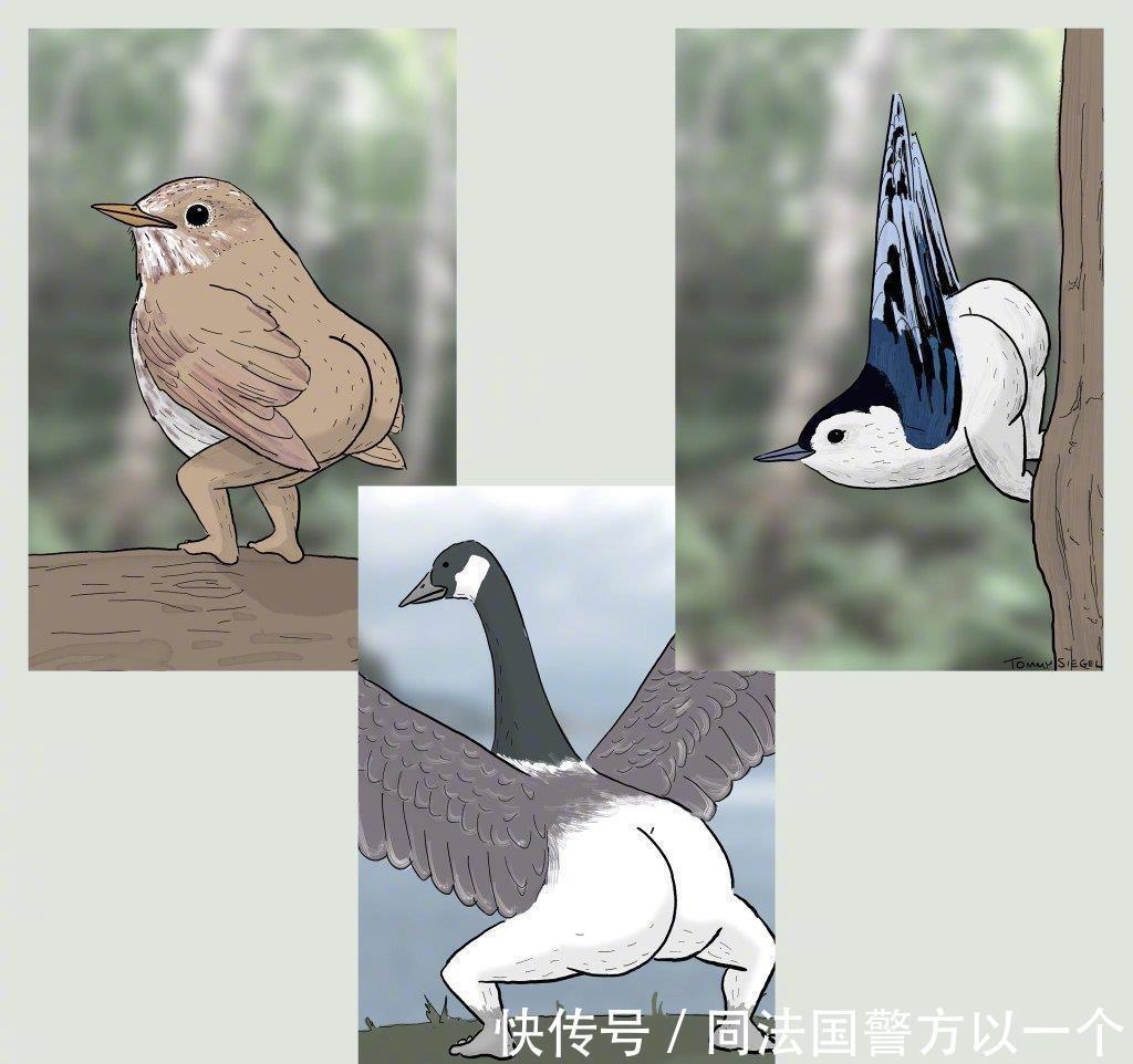 屁股|插画师因为鸟儿看多了,为它们画上屁股,结果被网友们嫌弃了!