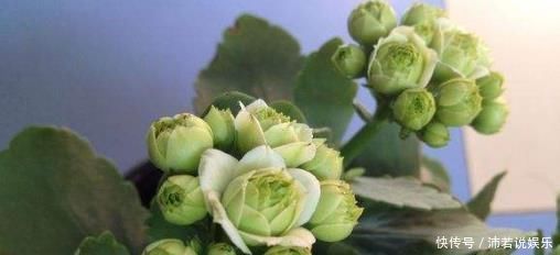 家里不如养盆浪漫“绿巴黎”吧是长寿花中的极品,花期长又好养