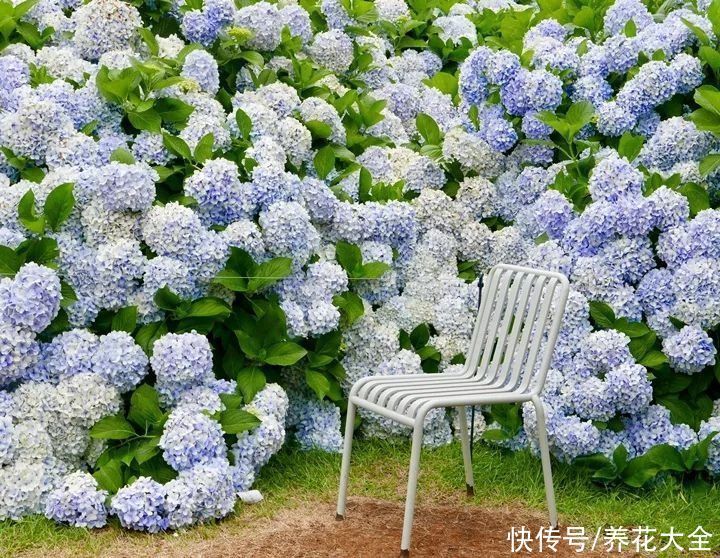 桂花树|家里有院子的一定要养这4种花,庭院秒变花园,芳香四溢