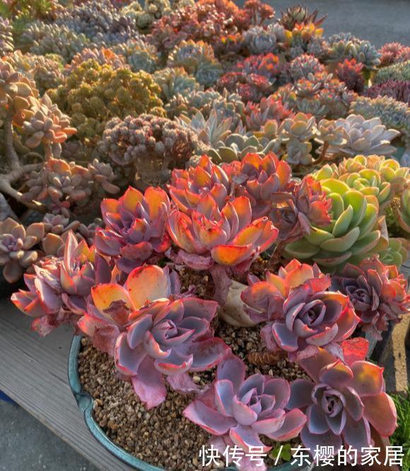 红透|多肉美翻天?就要“3个套路”,又冻又晒“红透”天