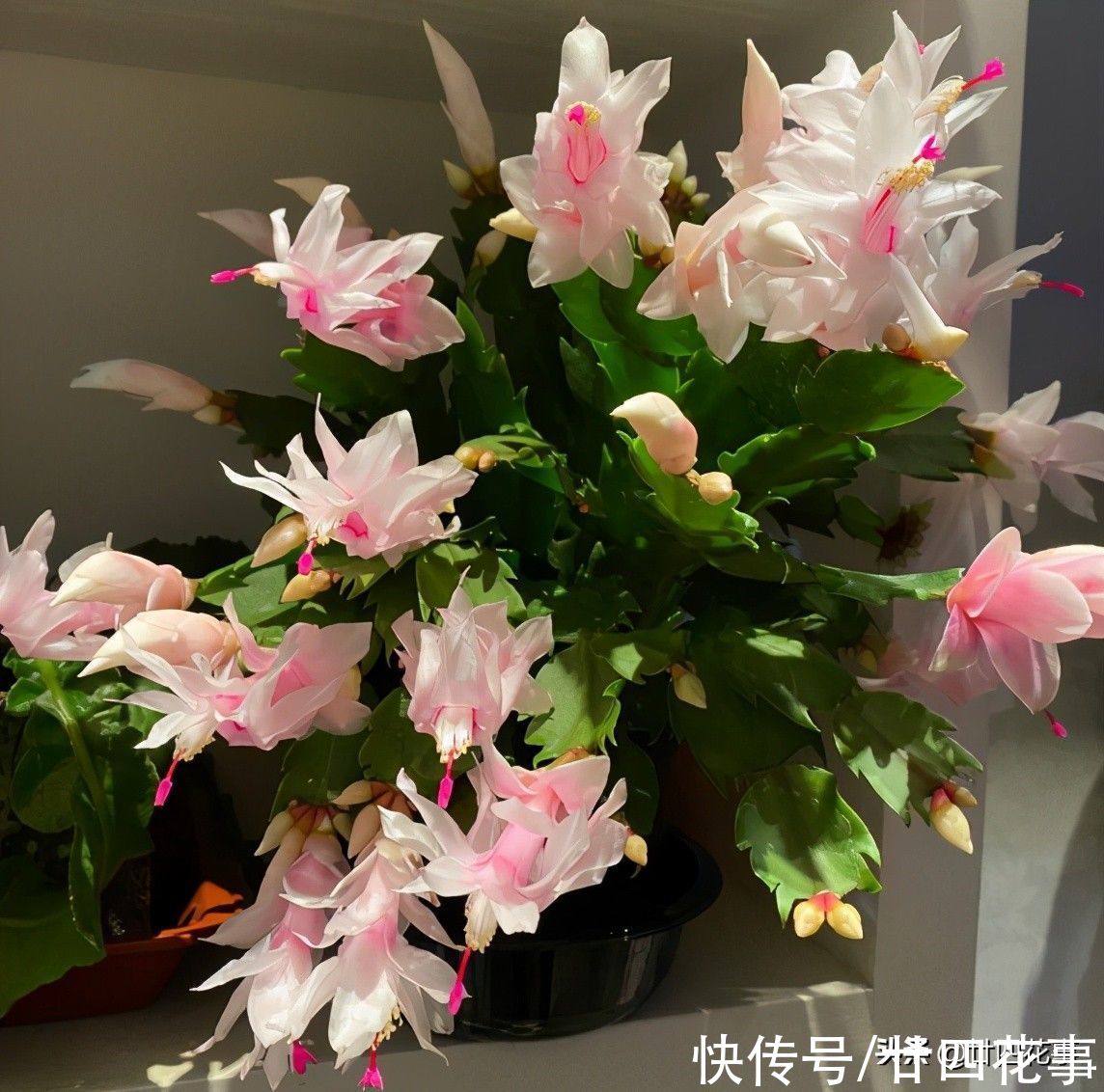 廿六|9月逛花市，6种花值得买，花量大花期长，秋冬实现“赏花自由”