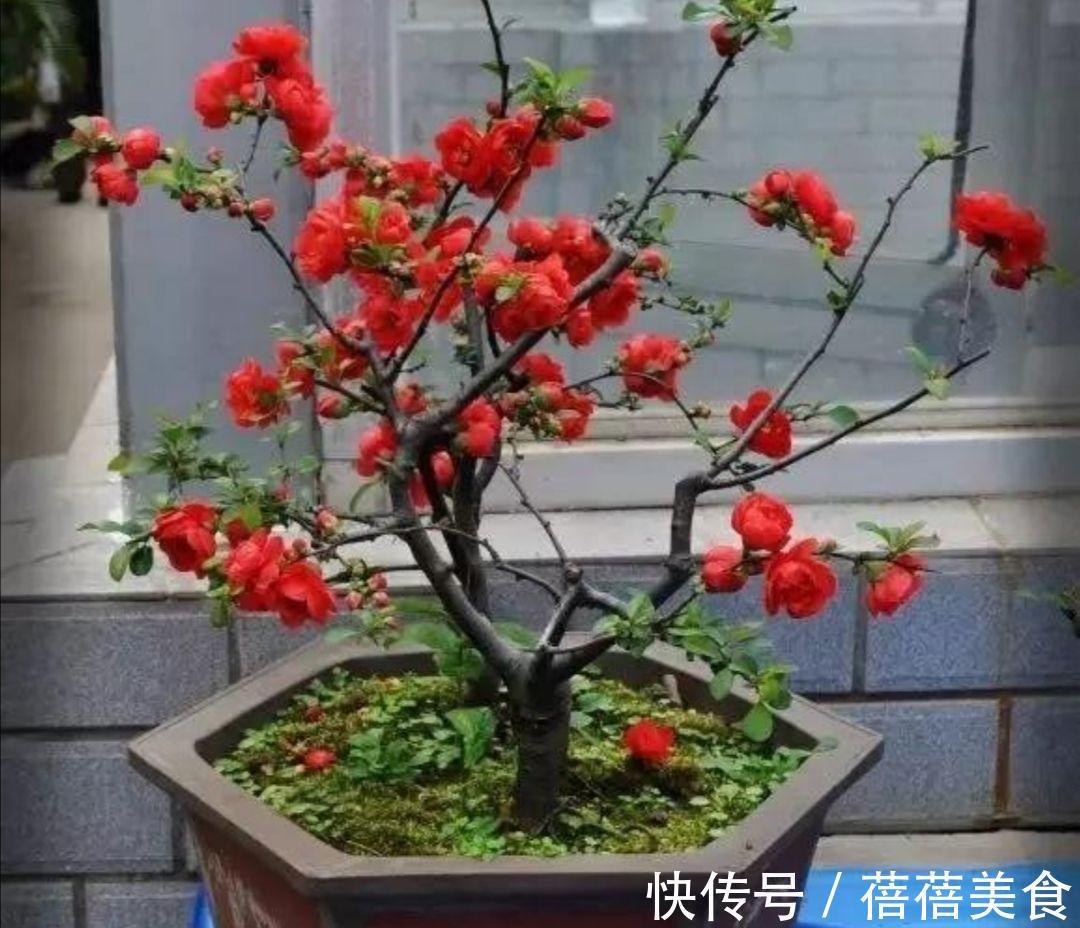 3种“老花树”,能活一百年,冬天不怕冷,开满“吉祥花”