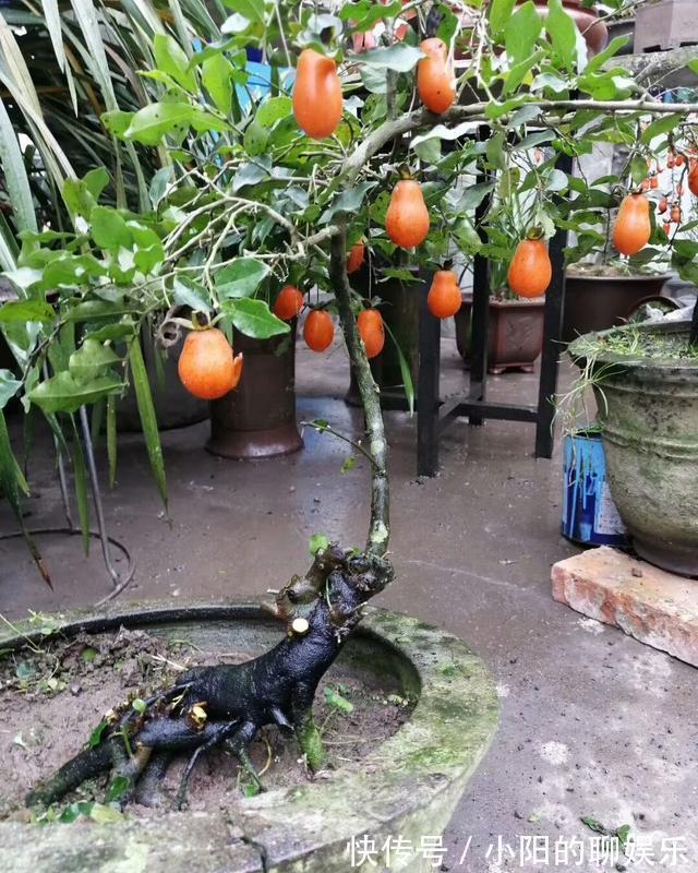 “寿命长”的11种花,好养寓意好,越养越值钱