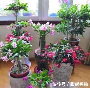 蟹爪兰|夏天养“蟹爪兰”4秘诀，叶片肥厚蹭蹭长，到了秋季就开花，管用