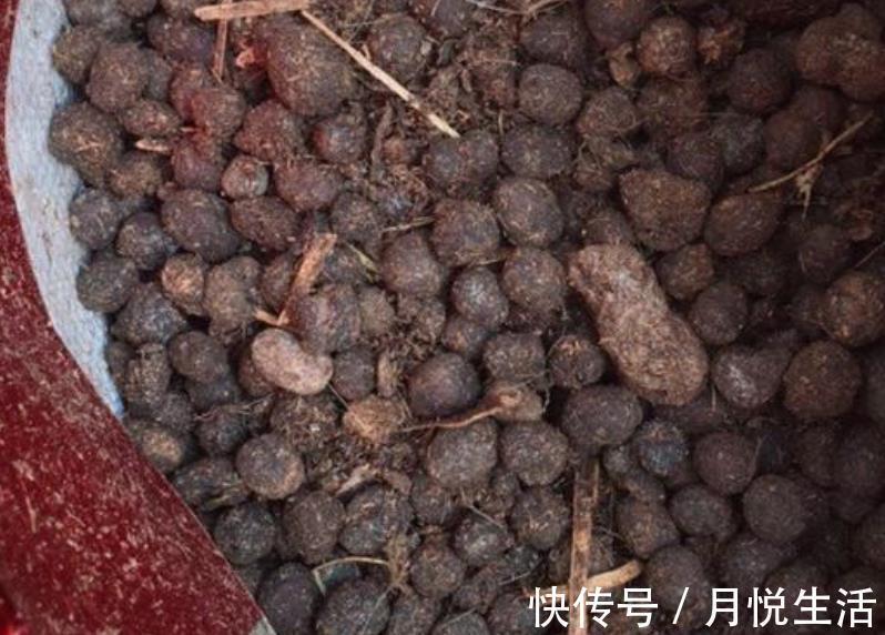养花|养花想盆栽土越来越肥沃，想不年年换土，隔3个月添些它就搞定