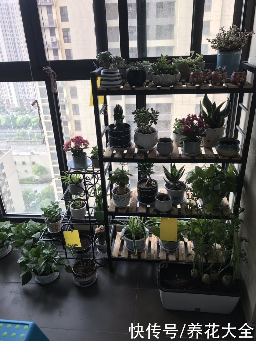 飞虫|夏天养花杀虫大法，简单易上手，从此花虫去无踪