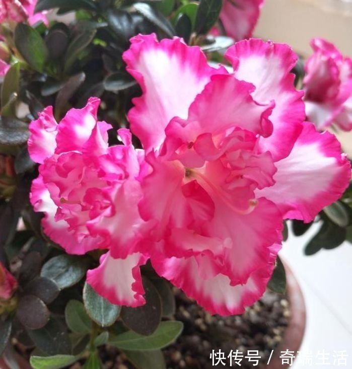 几款艳丽的花卉，漂亮又好闻，花型圆滚惹人爱，值得拥有