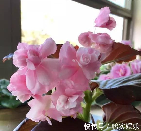 养护|养花技巧粗生粗养也能四季开花!少养1种都觉得亏了