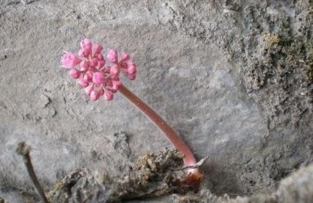 长在石头缝里的开花植物，遇见一棵你就发大财了，来看看你见过吗