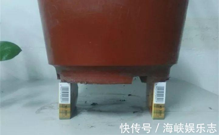 施肥|新手养花不用愁，给你支3招，烂根也能救过来！