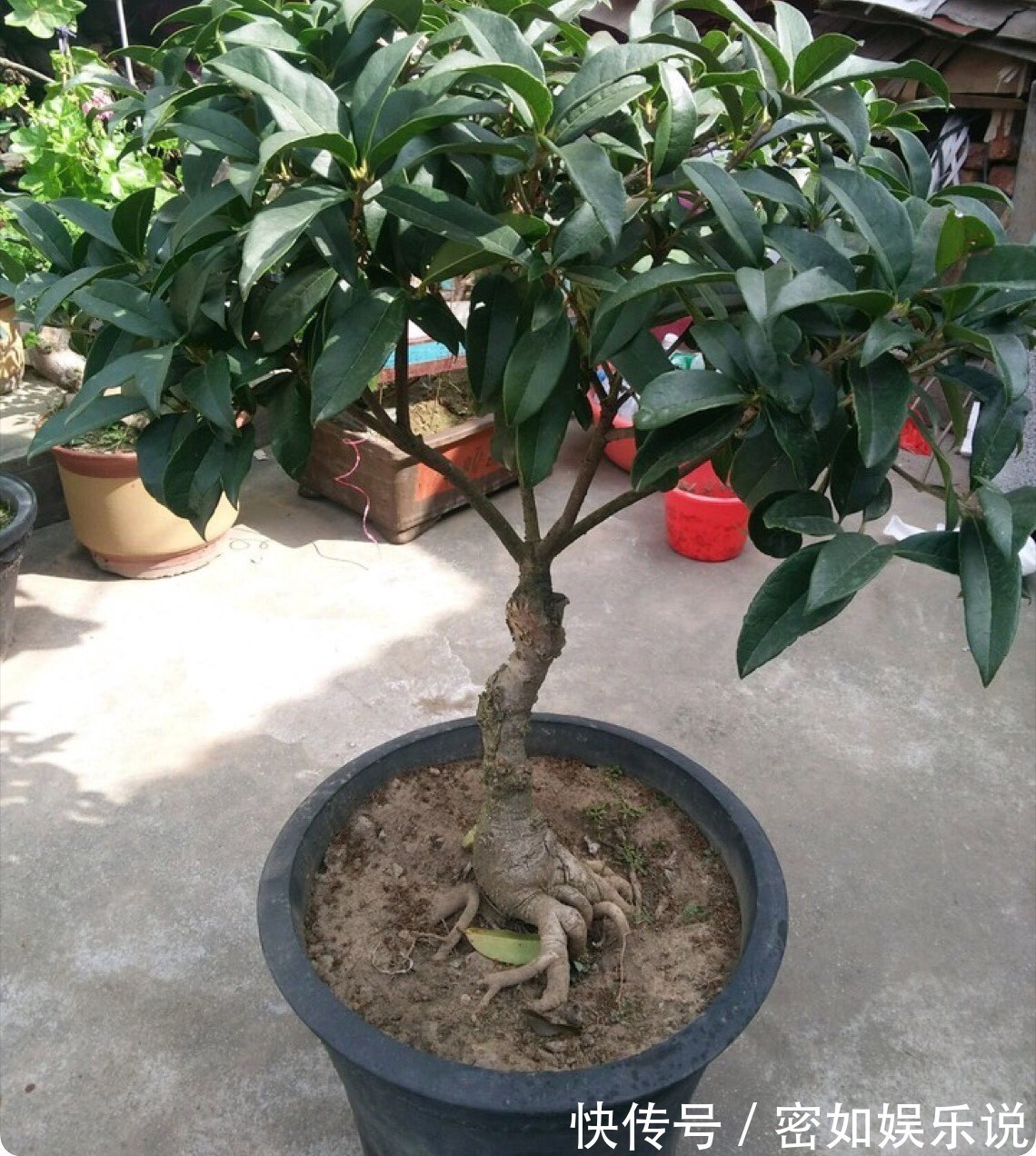 盆景里的镇宅树,桂花树、幸福树、平安树,堪称“吉祥三宝”