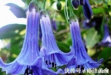 流脑|乡村常见野草，没想到竟是清热解毒、预防流脑的良药，吃过赚大了