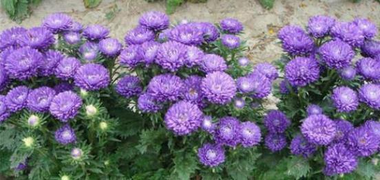 种子发芽温度|养花却不知道什么时候播种,看了此个就知道了