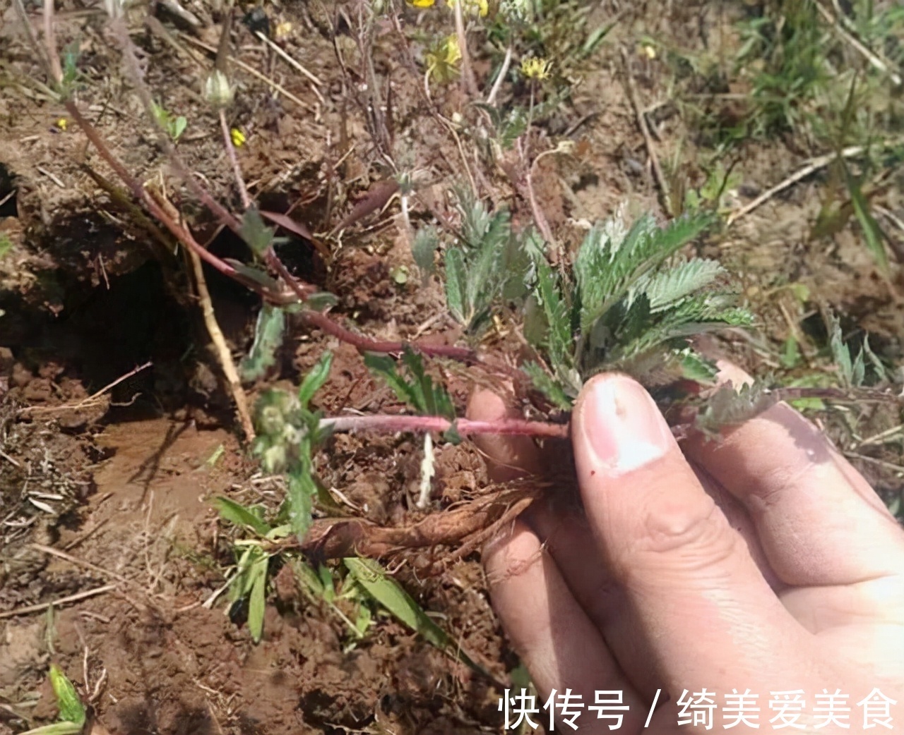 鸡腿|农村地下埋着的“大鸡腿”,不光生吃美味,或是治疗糖尿病的良药