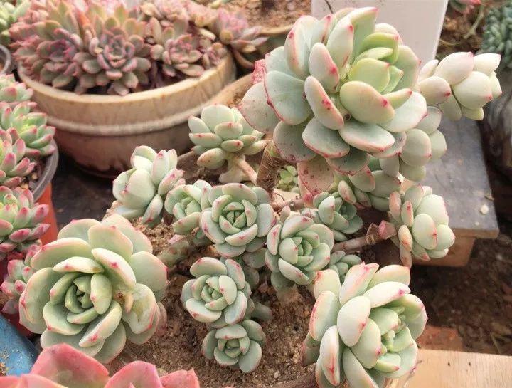 姐姐养了9年的多肉，没有买肥就用它，个个长成精！