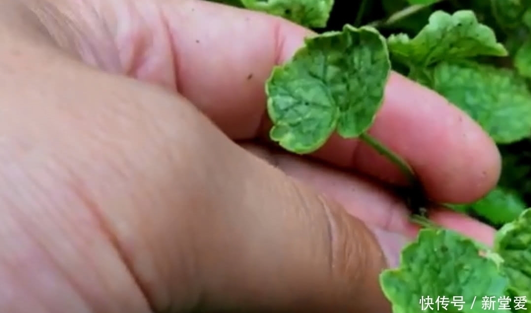 功效|农村人称“活血丹”的野草,活血化瘀功效好,集市上卖到10元一斤