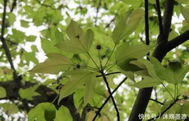 “这种树”中国特有，叶子一边是荷叶，一边是枫叶，见到请珍惜！