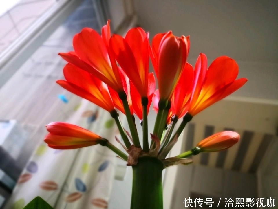 营养|君子兰谢花后,花箭修剪两绝招,营养回流复花率倍增,一直剪错了