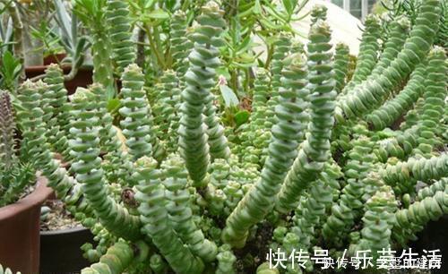 多肉植物|多肉界的招财树,还寓意着财源滚滚,好运连连,看它怎么养护