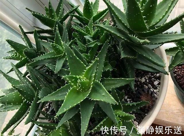 秋季|芦荟长爆盆了怎么办简单1个技巧,一盆养出20盆,侧芽多成老桩