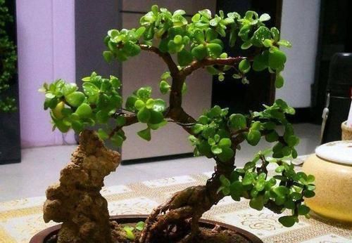 金枝玉叶小苗苗,一年快速变老桩,沧桑古朴做盆景,价格翻倍长