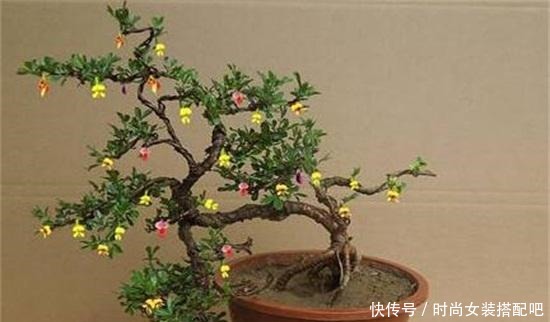 什么是盆景盆景制作方法!