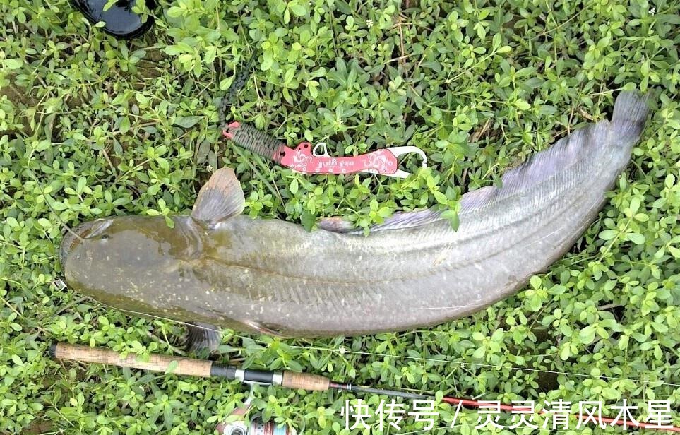 钓什么鱼用什么饵,这几种鱼饵,是垂钓常见鱼类的经典饵料