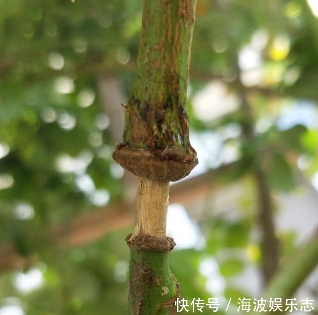 高压法|月季秋天扦插生根难用1法,让它在空中生根,又多又粗壮