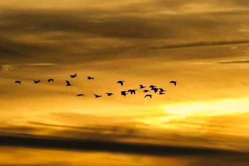 诗词|诗词:荷园依旧又熏风，飘飘路杳斜晖倦