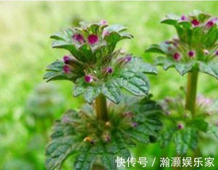 植株|农村里叫做“接骨草”的植物，若是遇到不要错过，其实还治肝炎