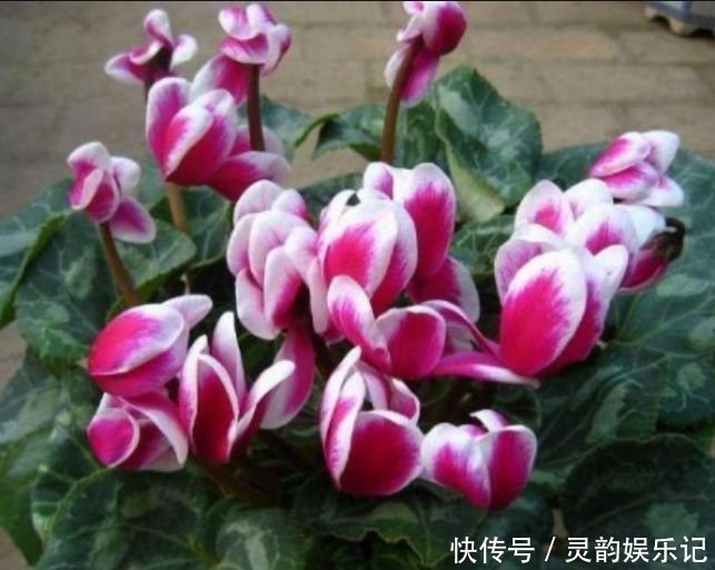 百花园|4种花是爆盆能手,好养易活,美不胜收,开花百花园