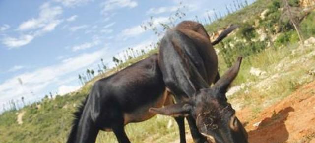 后代|他是司马懿的后代,不到20岁家中成员都被杀,后扮和尚成就大业