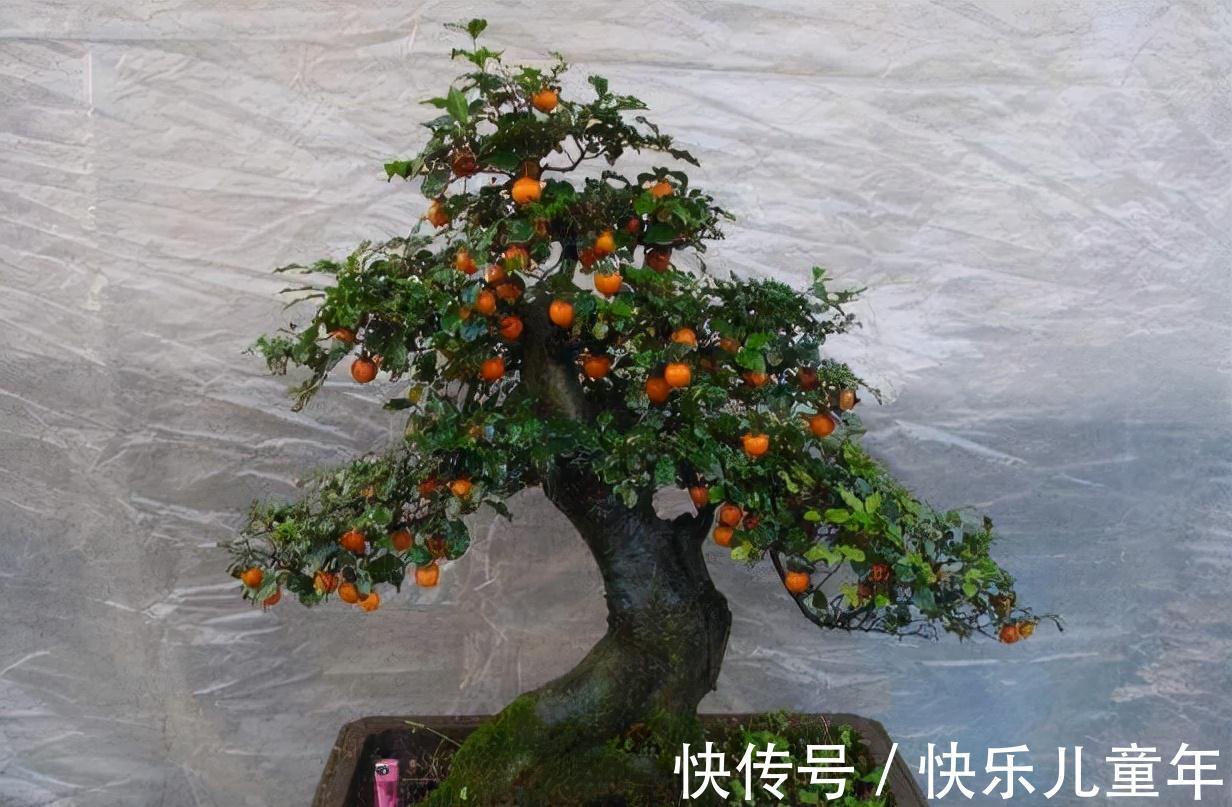 这3种植物,1年就能木质化,越老越有价值,回家养了有福气