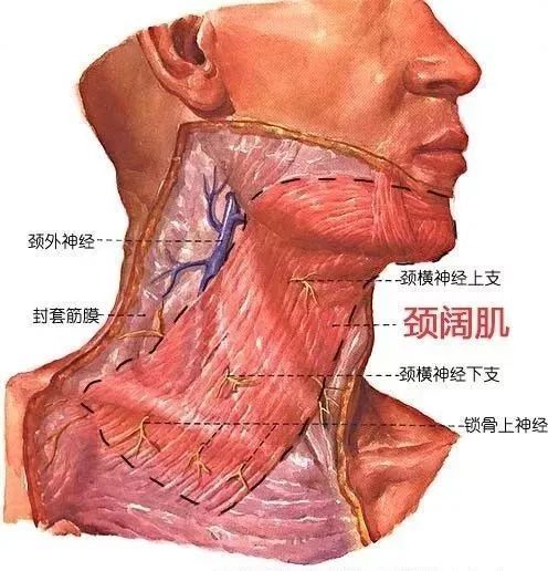 折纹|你的脖子比脸更显老，出现颈纹该怎么去除？丨科普篇