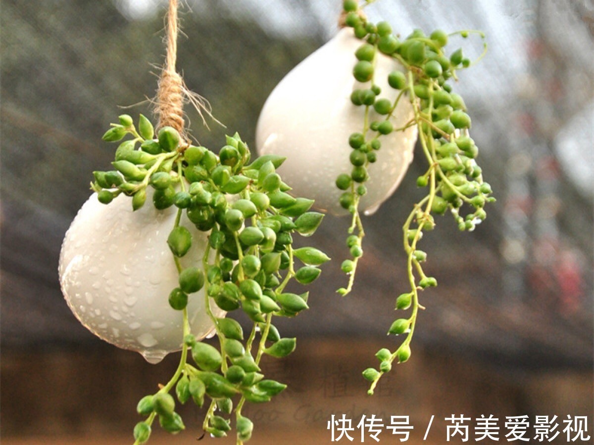 油画|养花光养吊兰就够了，这“5样”一个赛一个美，漂亮又好打理